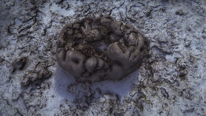 Micro-AUV, Hydrus Captures Reconstructed Reef 3D Model