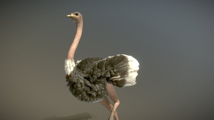 Masai Ostrich ♂ 3D Model