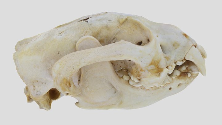 UWYMV:Mamm:6289, Gulo gulo luscus, Skull – Gratis 3D-model STL