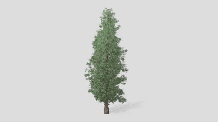 Eastern Red Cedar Tree 3D Model