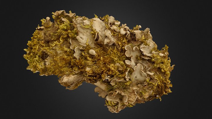 Lichen (Peltigera ponojensis) 3D Model