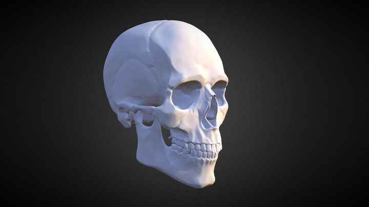 January17 Head Study: Skull 3D Model