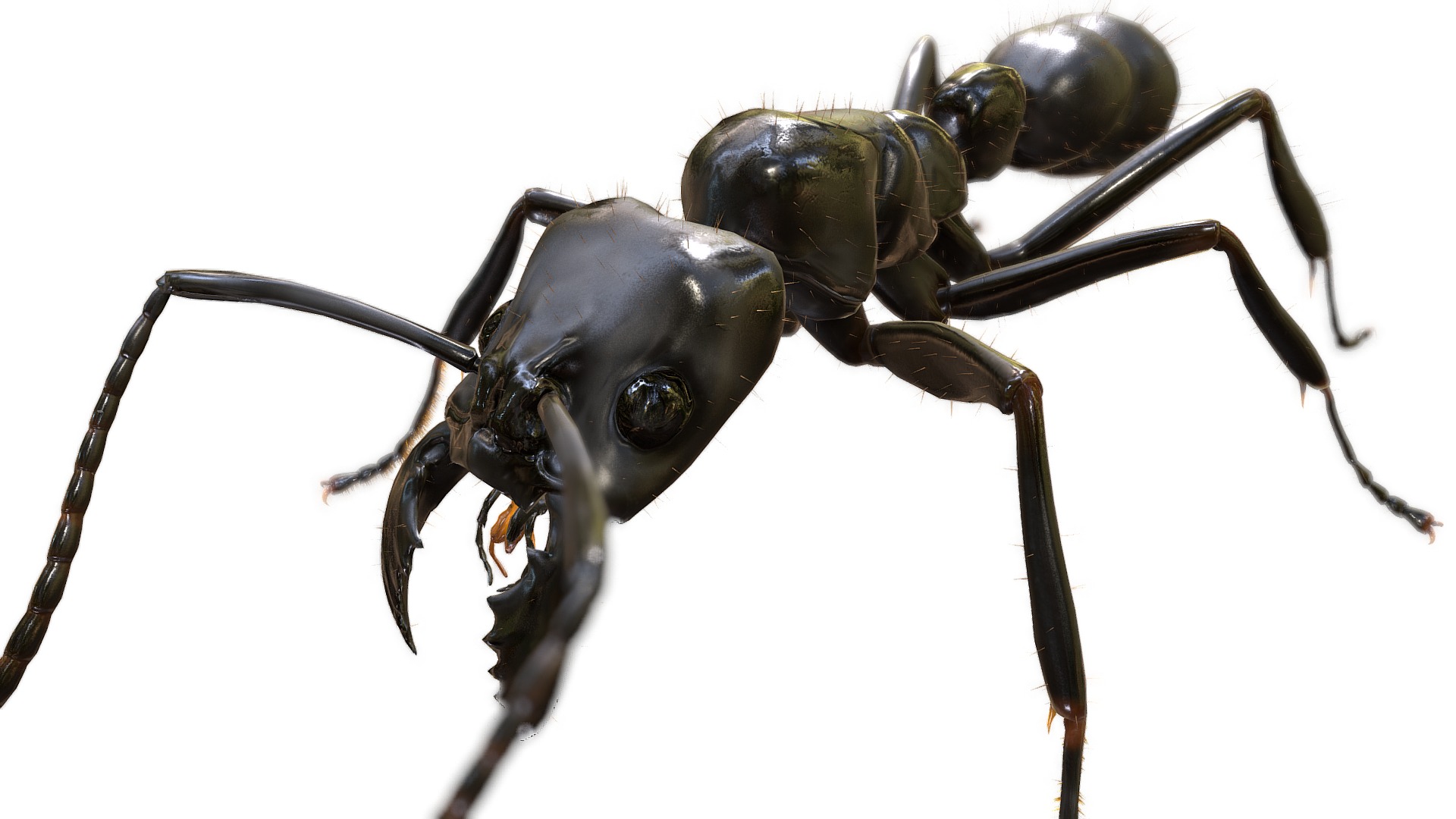 3D model Dinoponera gigantea - This is a 3D model of the Dinoponera gigantea. The 3D model is about a close up of a black beetle.