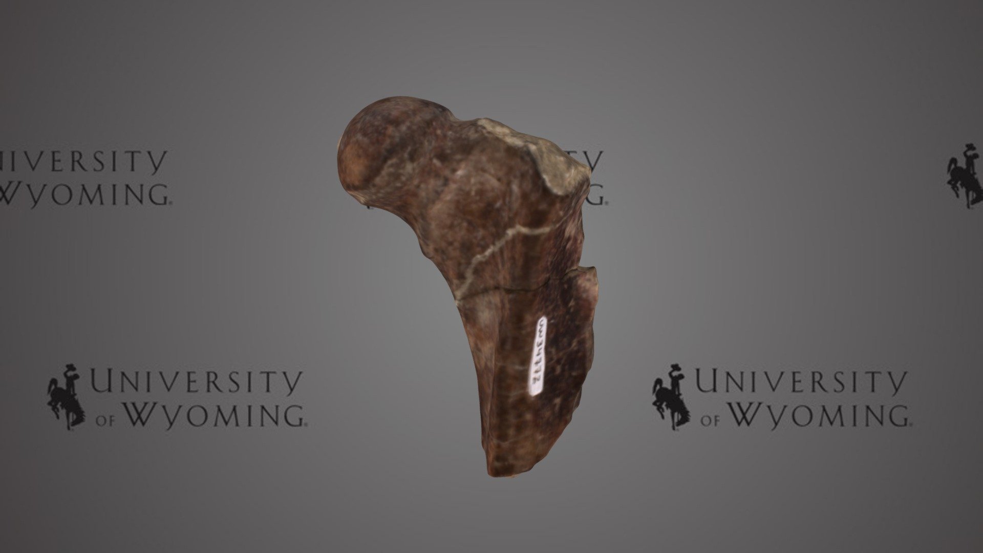 UW 34772 T - Isectolophus, Skeletal Element