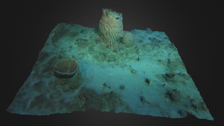 Sponges at Ashmore Reef - 17 April 2021 3D Model