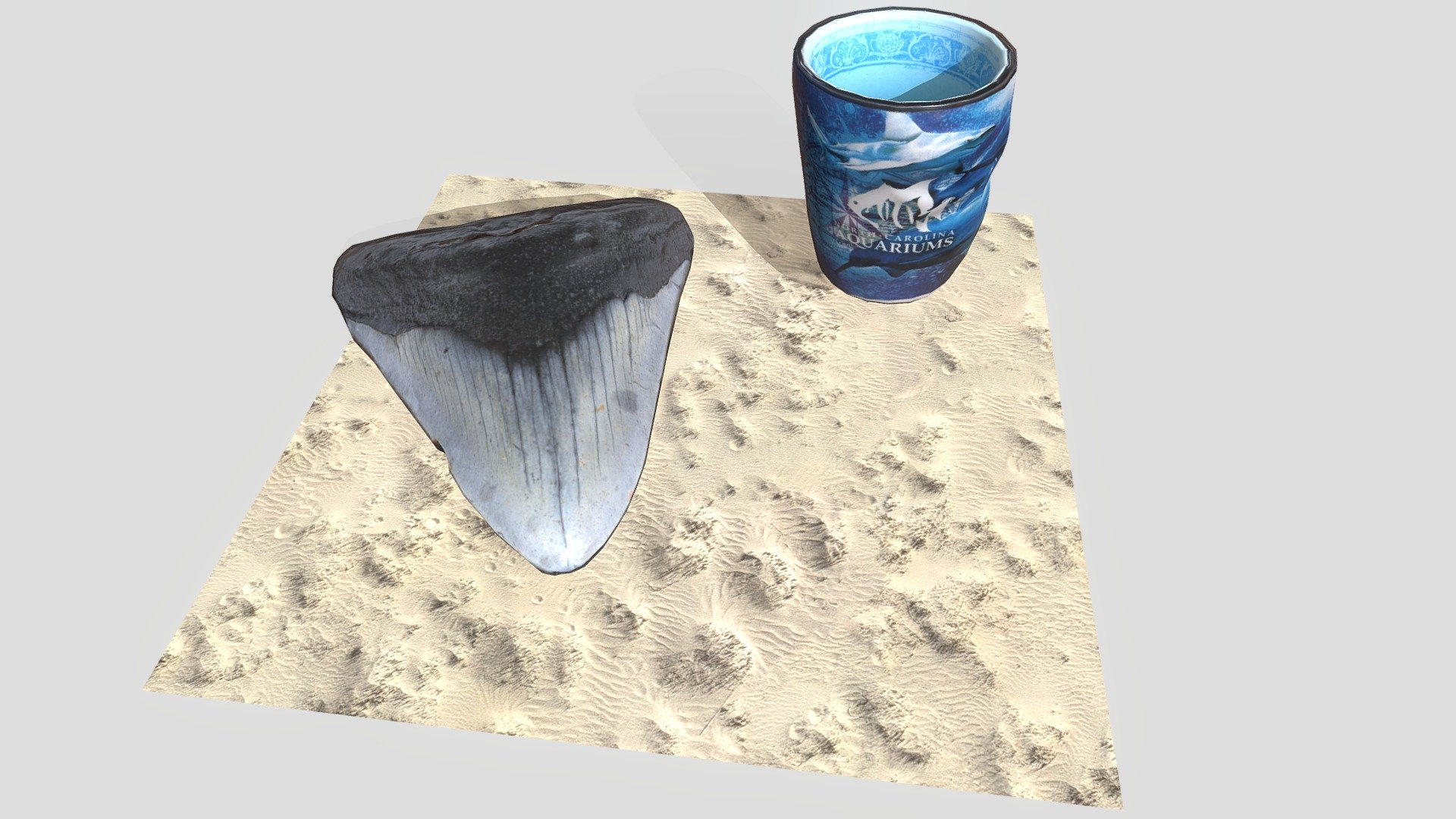 Still Life: NC Shark Memories