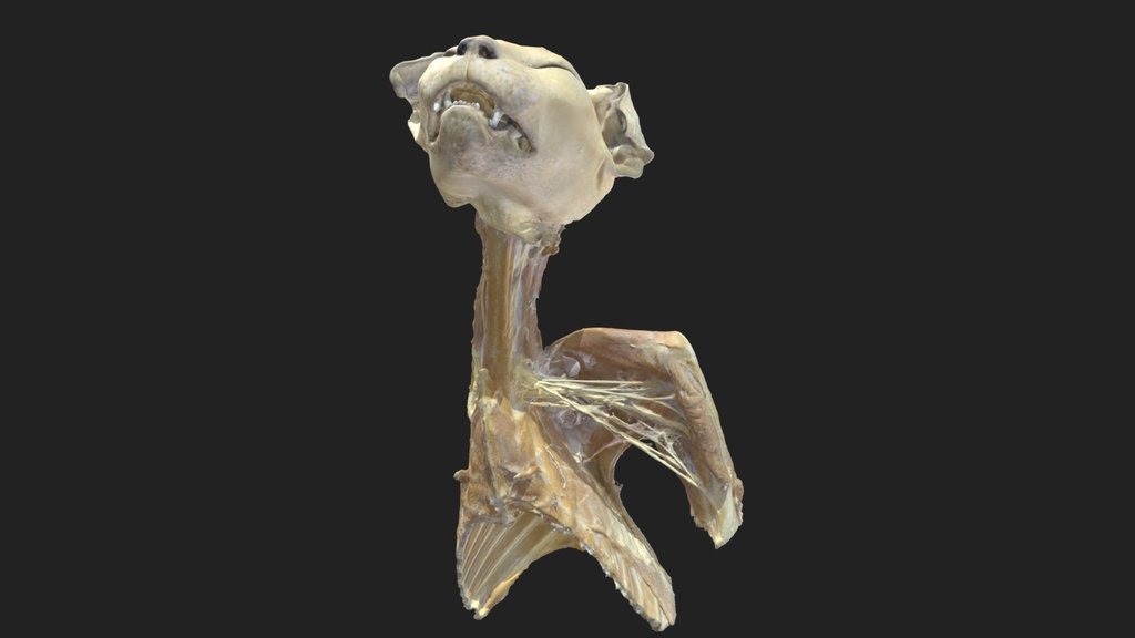 Neuroanatomy - A 3D model collection by vetanatMunich - Sketchfab