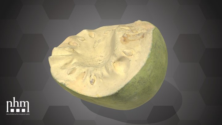 Beal (NHMW-AFW-DING-0046-111) – Modèle 3D gratuit STL