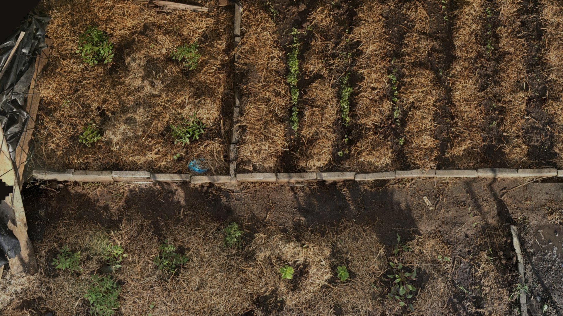 A scan of the freshly planted plot