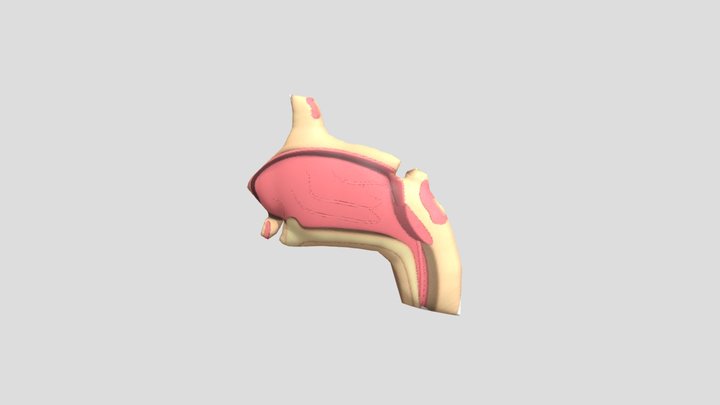 Pancaindera (hidung) 3D Model