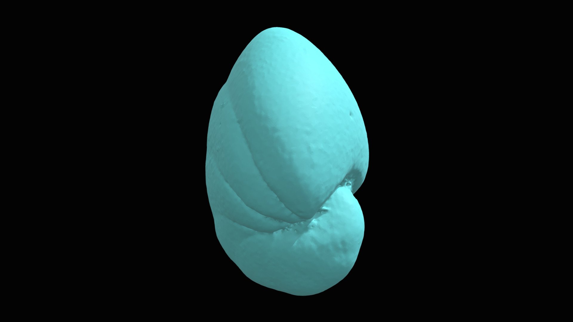 Nonionellina labradorica