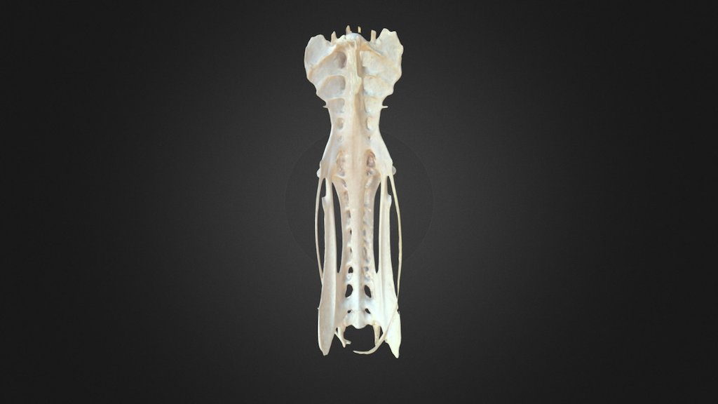 Phalacrocorax aristotelis, pelvis