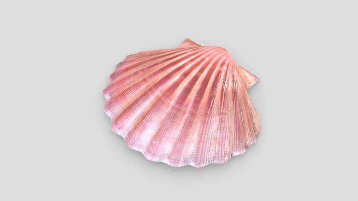 Scallop Shell 3D Model