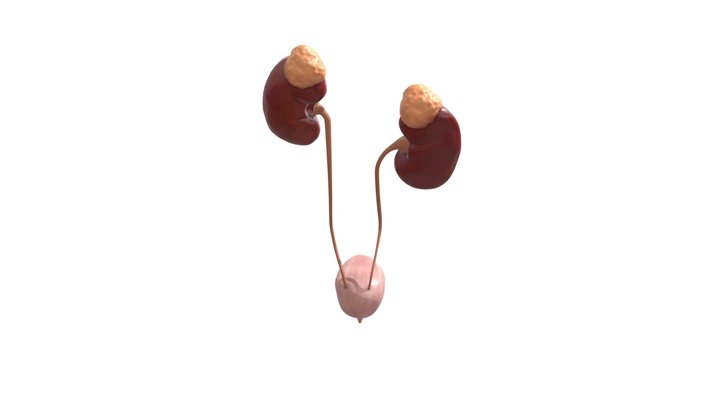 Female Urinary System 3D Model