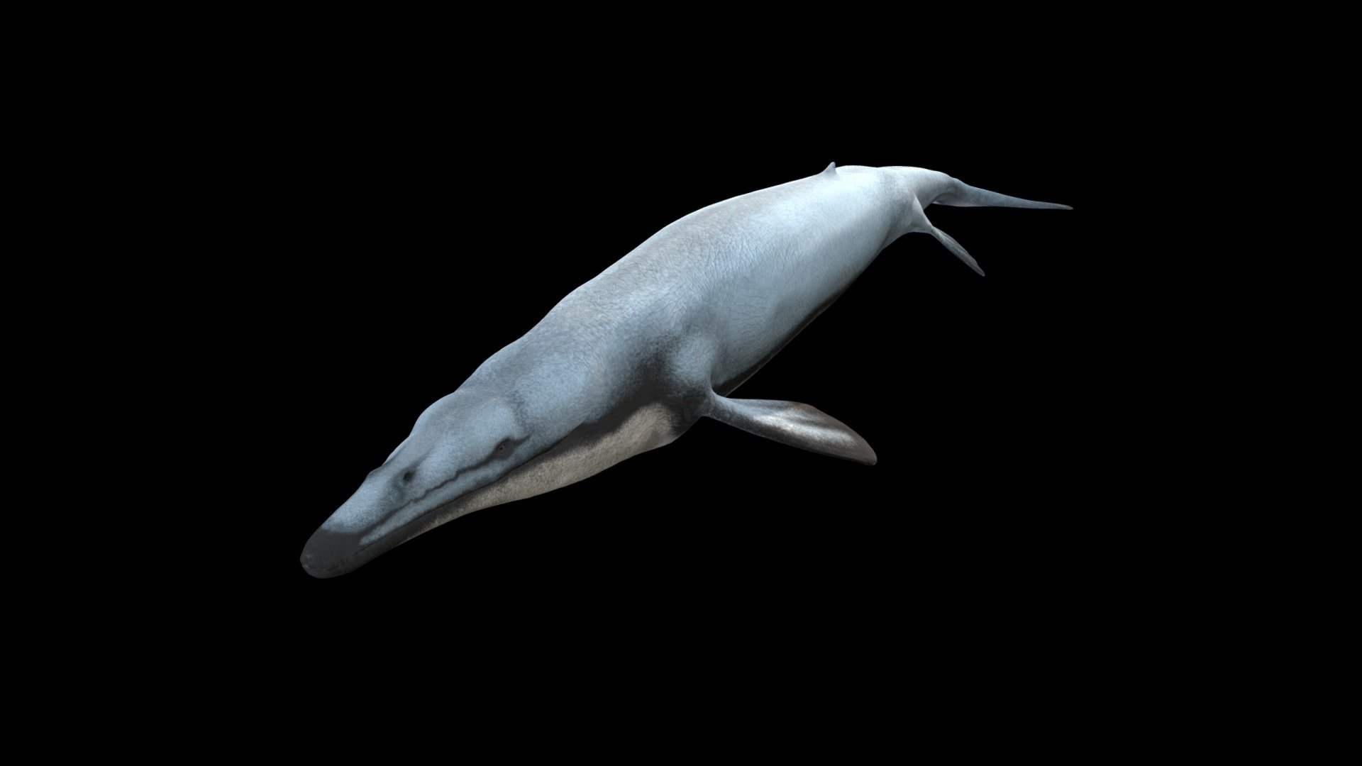 Basilosaurus animated 3D model by BIOZONE [a330c9f] Sketchfab