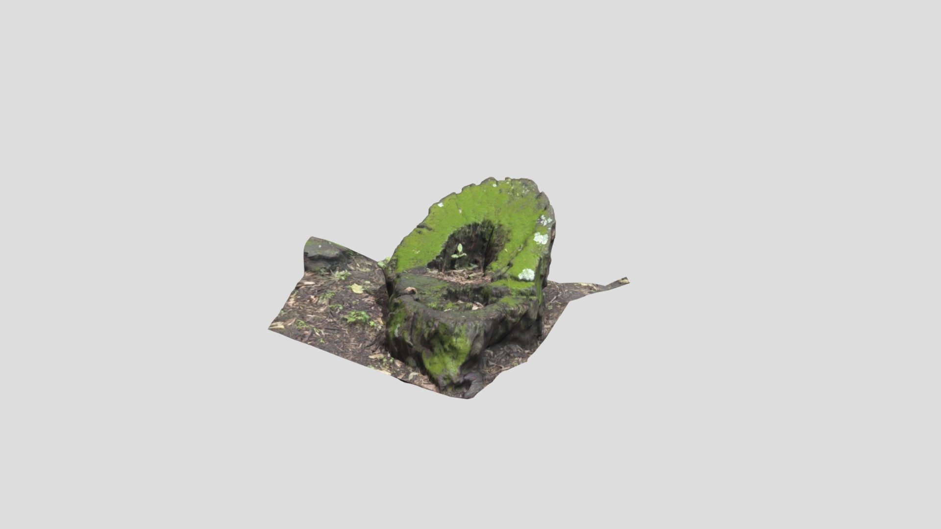 Tree Stump