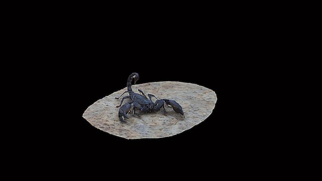 Model 4 - Emperor Scorpion – Free 3D Model STL