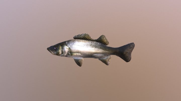 Seabass 3D Model