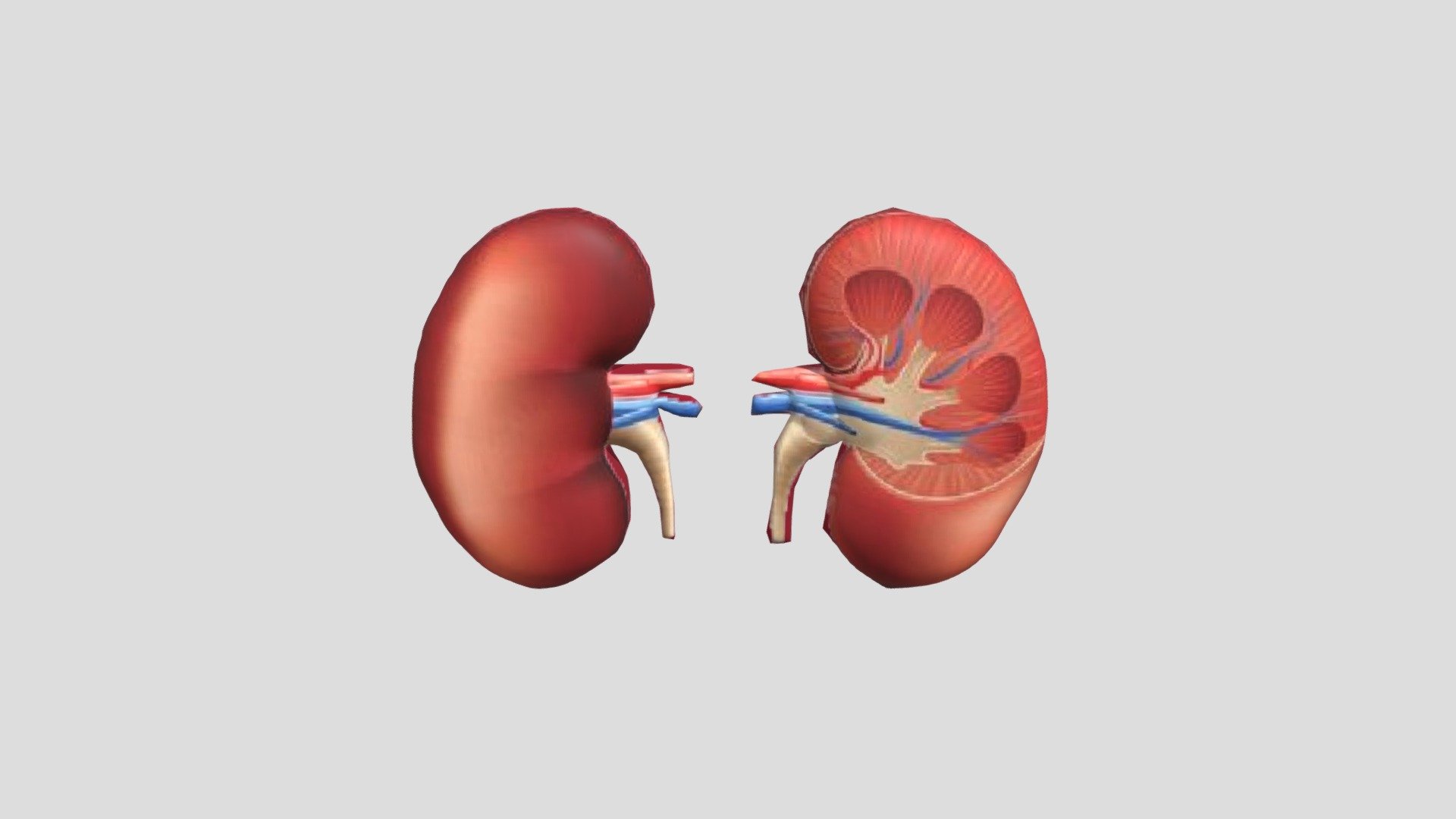 Organ Ginjal