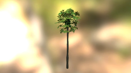 Papaya Tree 3D Model