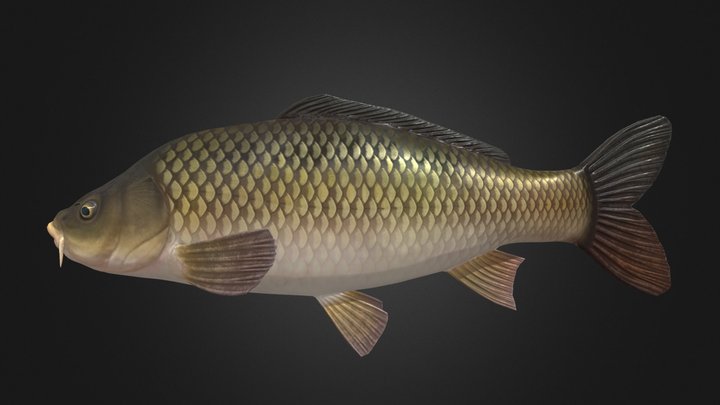 Cyprinus carpio 3D Model