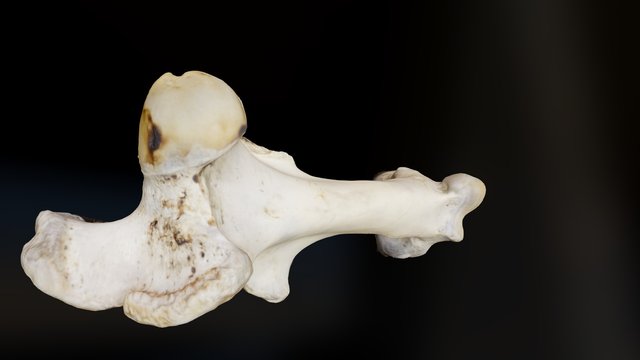 Mystery Bone Feb 2016_3 3D Model