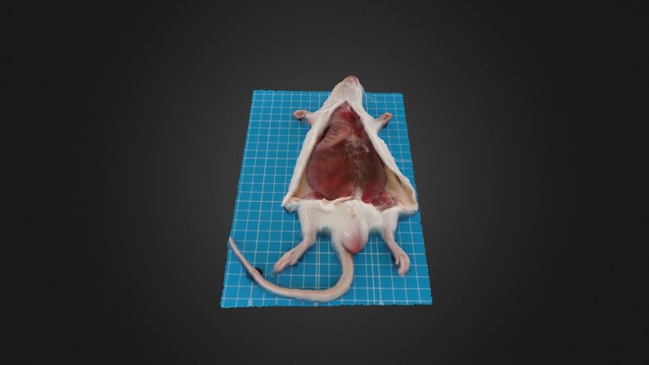 2_腹部の皮膚切開（腹膜は未切開） 3D Model