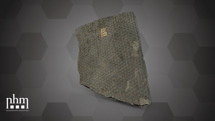 Sigillaria ornata (NHMW-GEO-2024/0188/11080) – Free 3D Model STL