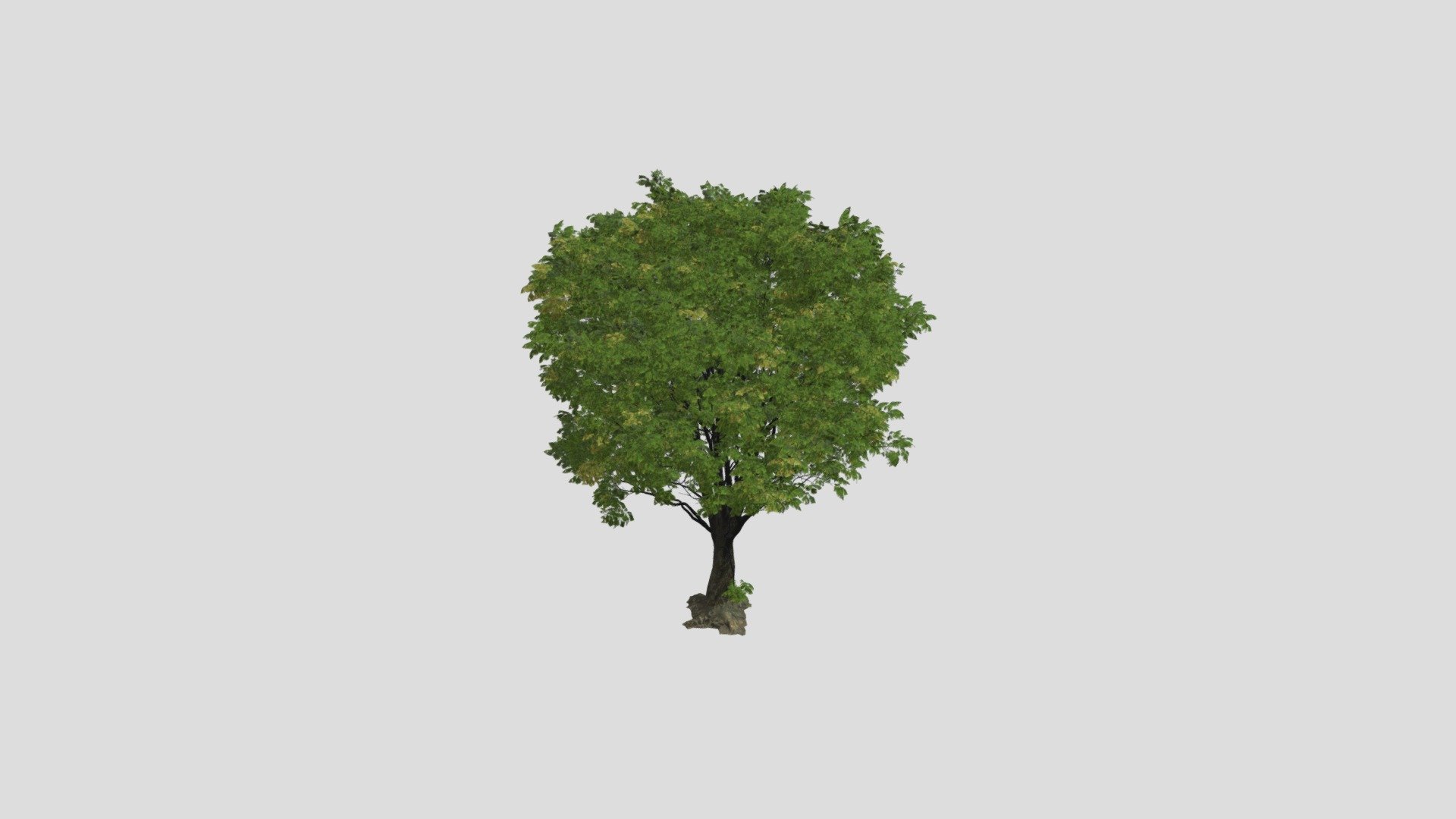 Chestnut 95 AM258 Archmodel - Buy Royalty Free 3D model by Evermotion ...