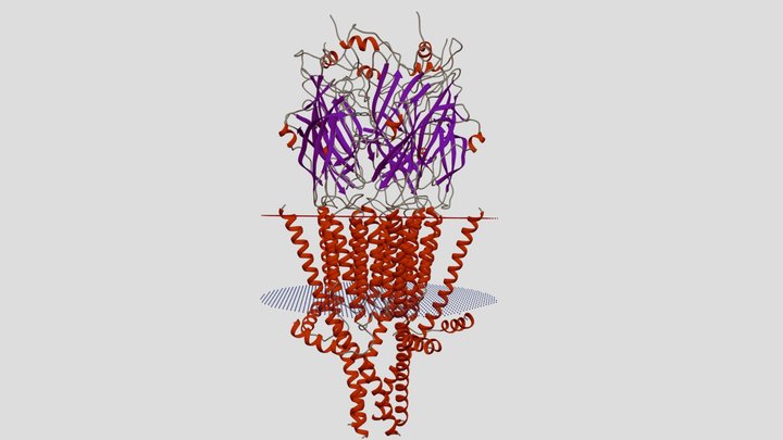 Serotonin Receptor secondary structure 3D Model
