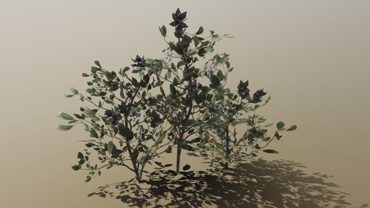 BS:Morrowind - Belladonna Harvestable 3D Model