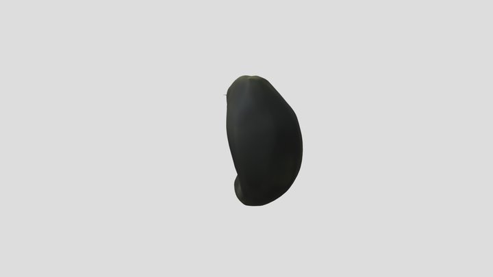 Germination of seed - plant embryo Animation 3D Model