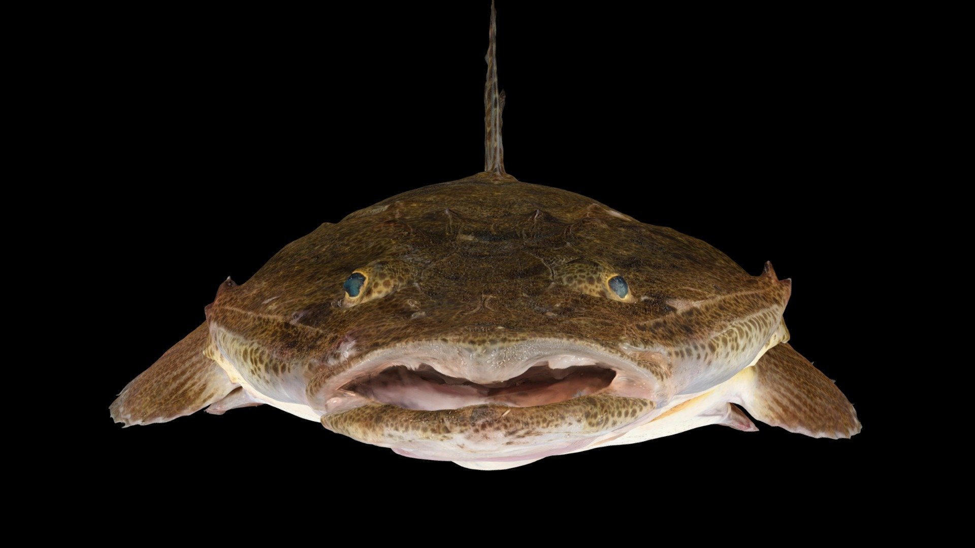 マゴチ Flathead, Platycephalus sp. 2