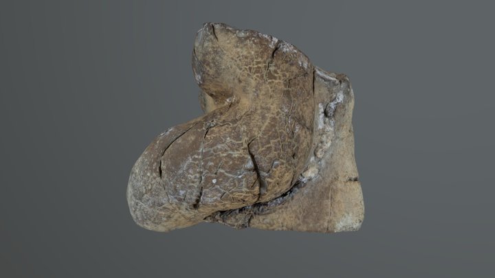 Dino Poop (coprolite). 3D Model