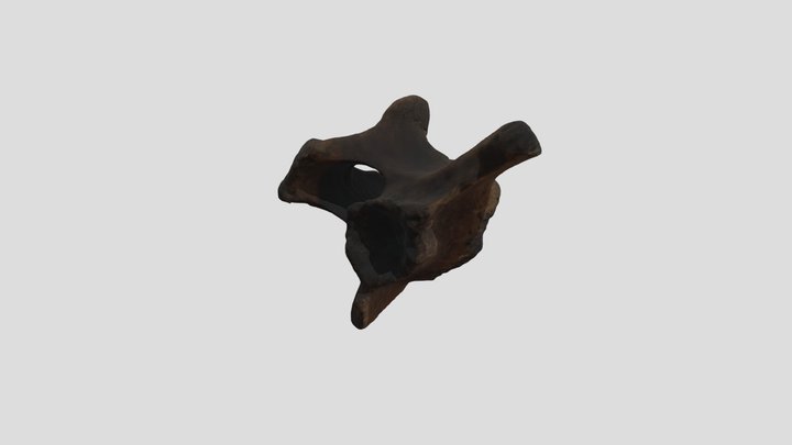 Vertebra 1 3D Model