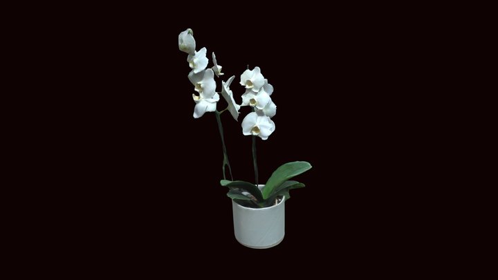 Mums Orchid 3D Model