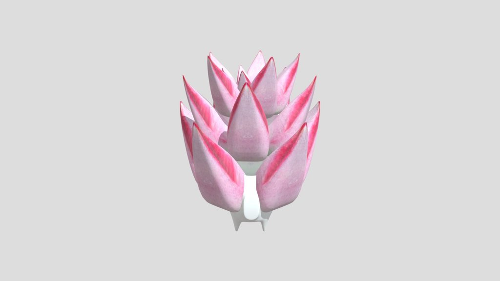 Pink Green Moon Stone Succulent Cactus