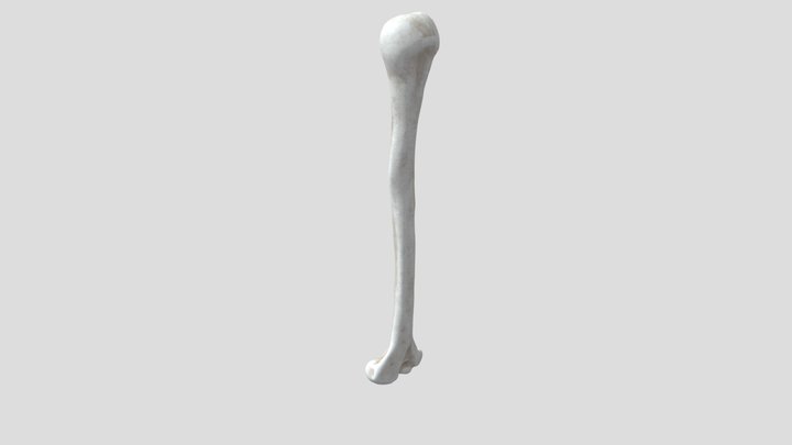 Humeral 3D models - Sketchfab