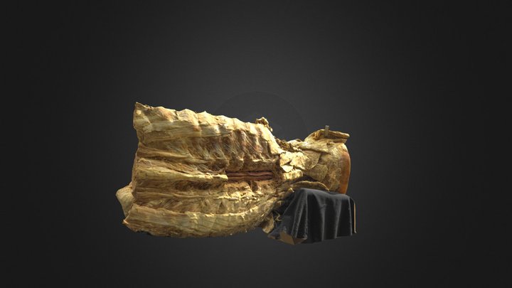 Muscles Of Mastication Deep 3D Model