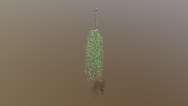 Indoor plant / Tillandsia Usneoides Spanish moss 3D Model
