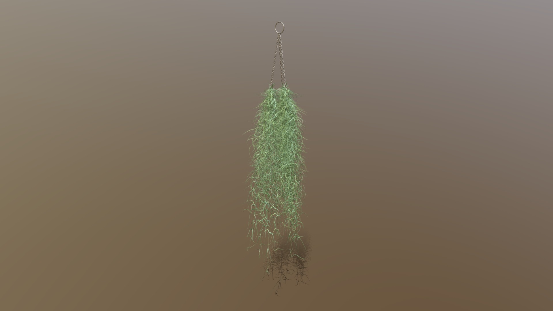 3D model Indoor plant / Tillandsia Usneoides Spanish moss - This is a 3D model of the Indoor plant / Tillandsia Usneoides Spanish moss. The 3D model is about a green and white object.