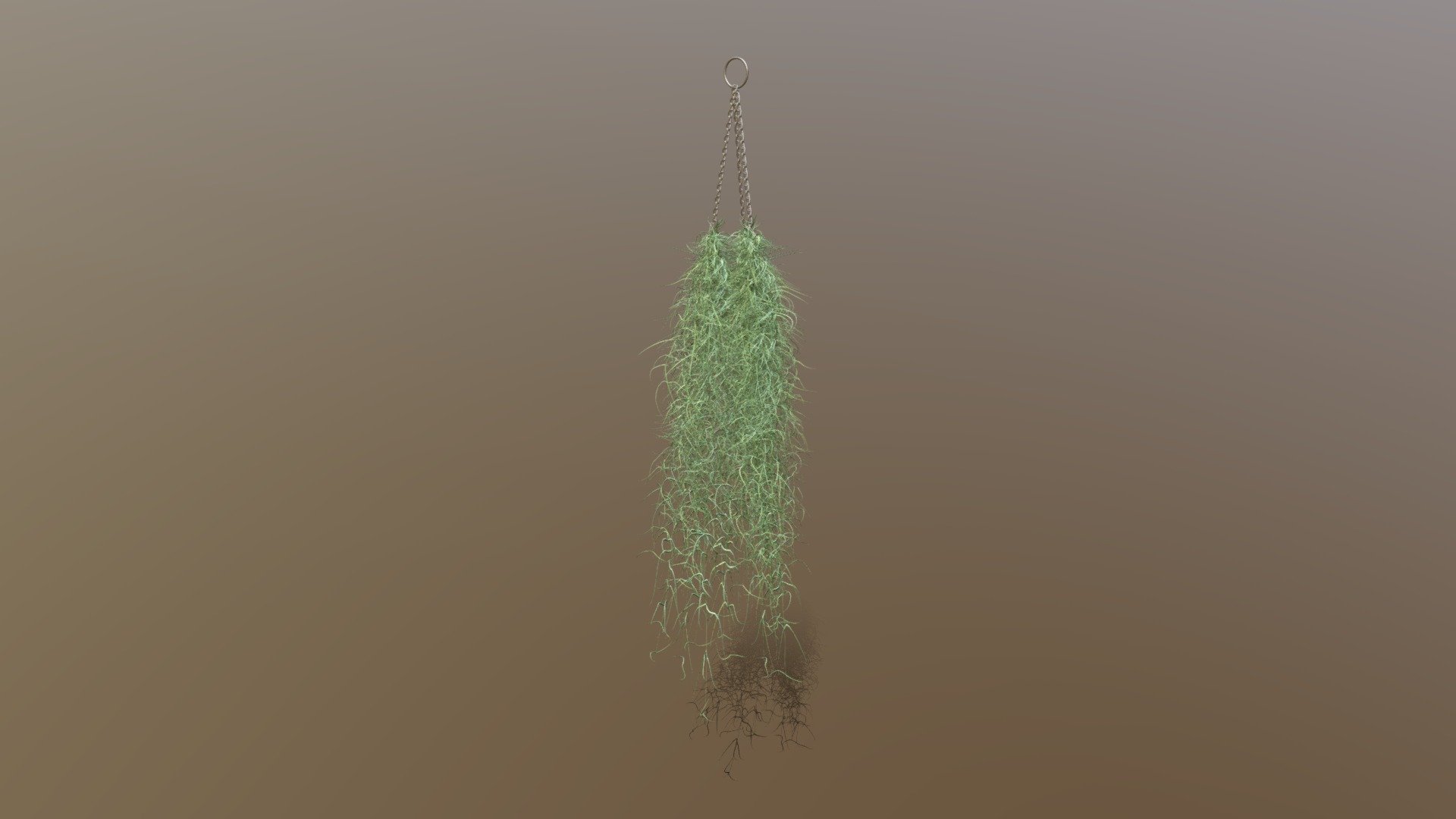 Indoor plant / Tillandsia Usneoides Spanish moss