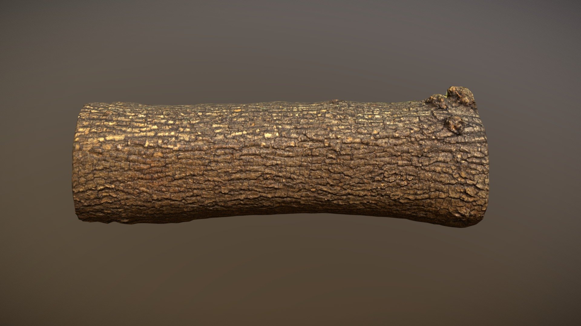 Bark Photogrammetry