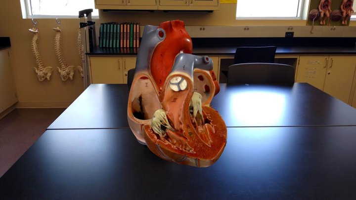 Open Heart model 3D Model