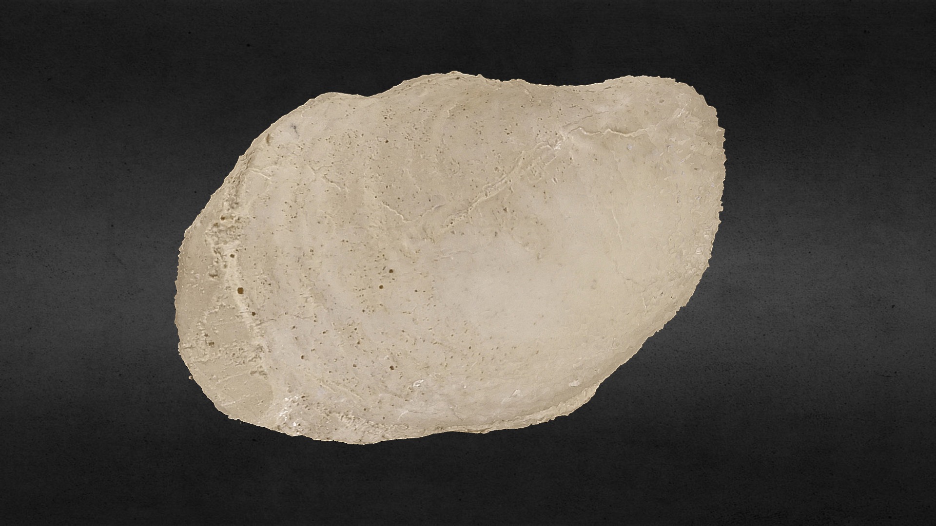 3D model Inoceramus typica Whitfield USNM 12261 - This is a 3D model of the Inoceramus typica Whitfield USNM 12261. The 3D model is about a white rock on a black background.