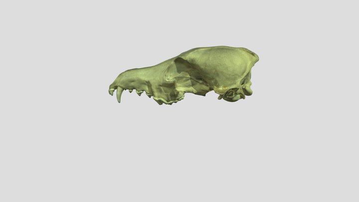 Skull of an animal SMARTTECH3D 3D Model