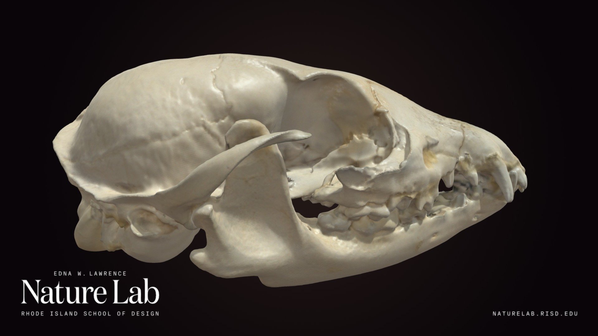 Raccoon Skull