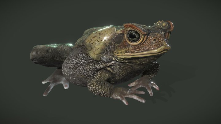 Cane Toad 1.1 3D Model