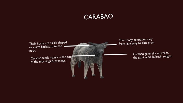 Carabao 3D Model