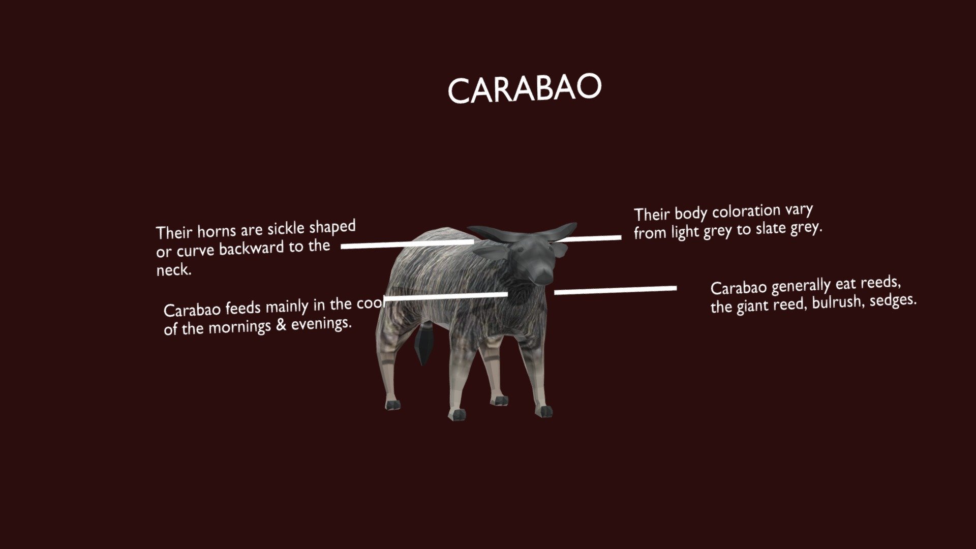 Body Parts Of A Carabao